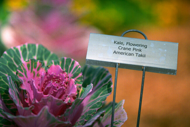 Flowering Kale - Crane Pink