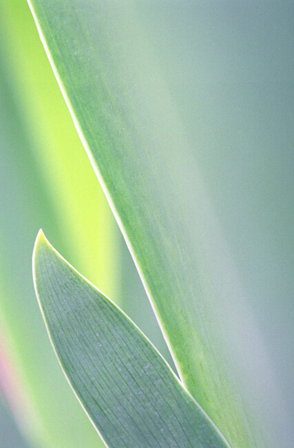 Iris - Foliage