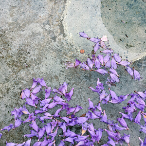Jacaranda Blossoms Melange